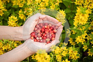 Female hands with strawberries, strawberries on a background of green grass with white daisies