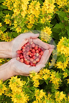 Female hands with strawberries, strawberries on a background of green grass with white daisies