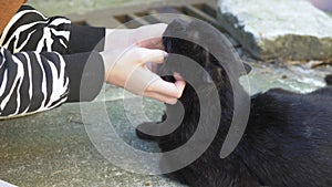 Female hands stroking a black cat outdoors on a clear sunny day