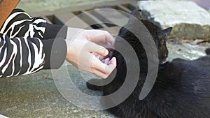 Female hands stroking a black cat outdoors on a clear sunny day