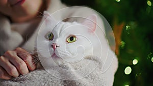 Female hands stroking with love her fluffy white cat near Christmas glowing tree. Woman with lovely pet, New Year