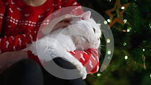 Female hands stroking with love her fluffy white cat near Christmas glowing tree. Woman with lovely pet, New Year