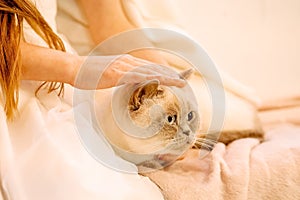 female hands stroking a white cat. care and responsibility for children, care for animals