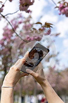 Female hands taking a photo of a blooming sakura or almond tree on a smartphone in public park