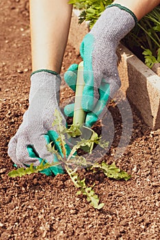 Female Hands With Tool Pull Weed In Garden In Summer Close Up