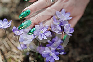 Female hands touch the first spring blue flowers