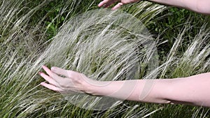 Female hands touch pampas grass called Mexican Feather Grass