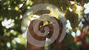 Female hands touching bunch of grapes hanging on stem at vineyard