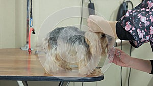 Female hands trimming york terrier.