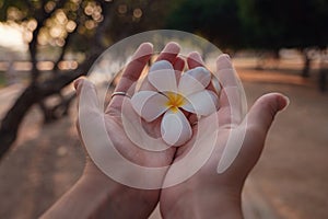 Female hands with tropical plumeria flower in Asia