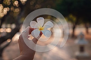 Female hands with tropical plumeria flower in Asia