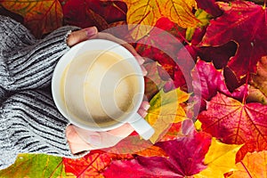 female hands in a warm sweater hold a cup of coffee on a background of bright colored maple leaves