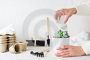 Female hands are watering a succulent in a pot and tools for plant transplantation