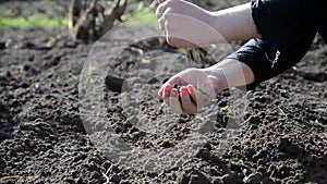 Female hands working in the land