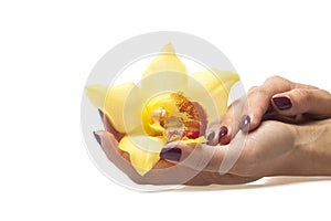 Female hands and yellow orchid on white background