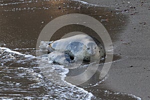Female Harbor Seal on beach with dead pup. Wave washing towards them.