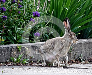 Female Hare Or Lepus Timidus photo