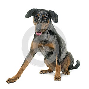 Female harlequin beauceron