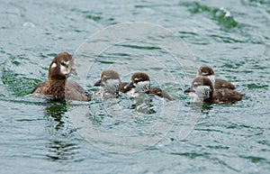 Female harlequin duck