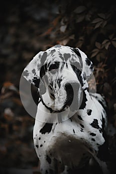 Female Harlequin Great Dane also called german mastiff