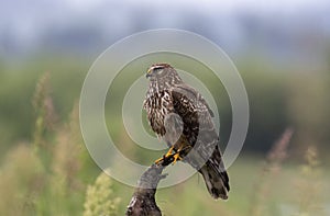 Female Harrier hawk on a stickup