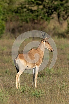 Female hartebeest stands on savannah in profile