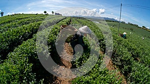 The female havesting the tea under sunlight in BaoLoc, they using them hans