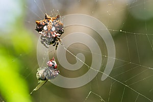 Female Hawaiian Gasteracantha Cancriformis