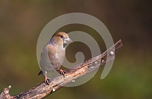 Female Hawfinch on branch