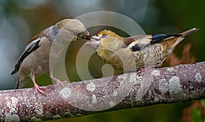 Female hawfinch feeding his baby mouth to mouth on the branch