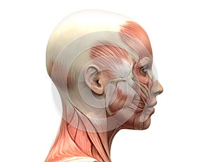 Female Head Muscles Anatomy - Side view