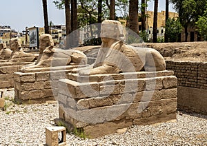 Female-headed sphinxes on the Avenue of Sphinxes between the Karnak Temple complex and Luxor Temple in Egypt.