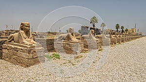 Female-headed sphinxes on the Avenue of Sphinxes between the Karnak Temple complex and Luxor Temple in Egypt.