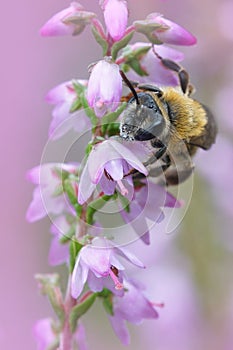 Female of the Heather mining bee, Andrena fuscipes