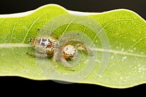 Female heavy jumping spider, Thyene imperialis, Satara, Maharashtra photo