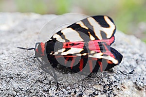 Female of Hebe Tiger Moth (Arctia festiva)