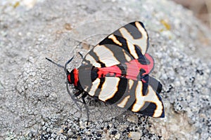 Female of Hebe Tiger Moth (Arctia festiva)