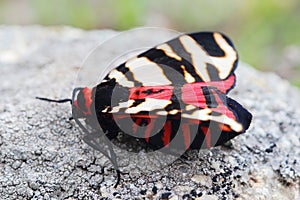 Female of Hebe Tiger Moth (Arctia festiva) photo