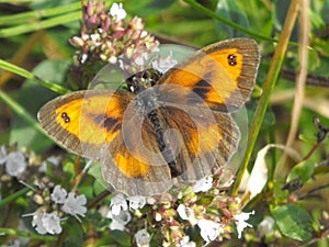 Female Hedge Brown or Gatekeeper butterfly