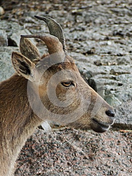 Screw-horned goat, markhur, close-up.