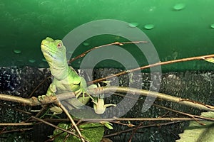 Female of Helmet-bearing basilisk or the common basilisk Basiliscus is species of lizards