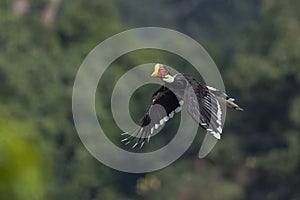 Female Helmeted Hornbill flying in Tropical Forest