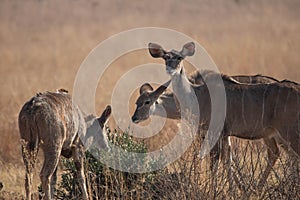A female herd of kudu cows browsing during the dry season in the bushveld.