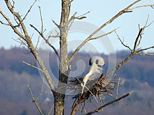 Great Blue Heron arranging twigs in tree nest. photo
