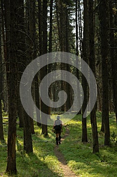 Female HIker Is Dwarfed By Tall Pines And Shadows