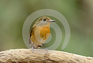 Female hill blue flycatcher