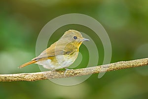 Female Hill Blue Flycatcher