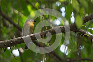 Female Hill Blue Flycatcher (Cyornis banyumas).