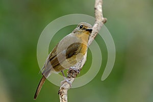 female hill blue flycatcher (Cyornis banyumas)