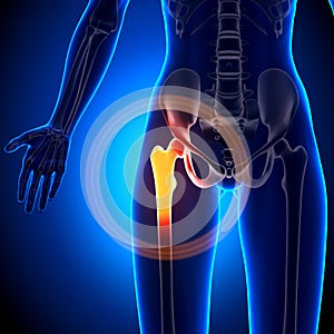 Female Hip Joint - Anatomy Bones